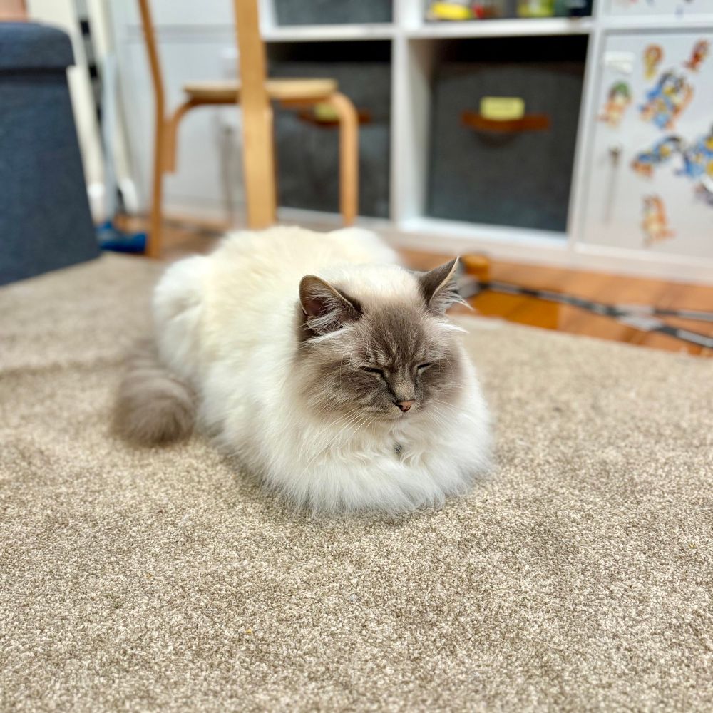 A fluffy Birman cat with a white body and grey striped face, ears, tail, and a pink nose, is sitting in a loaf formation on a carpet rug looking relaxed and sleepy