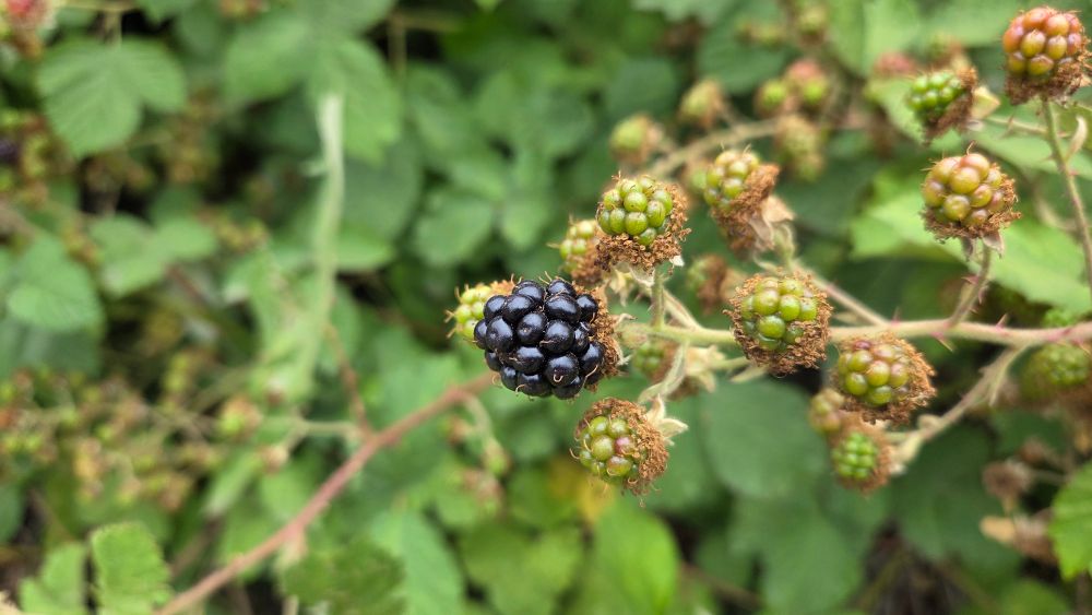 A single ripe blackberry on the vine surrounded by green little blackberry buds 