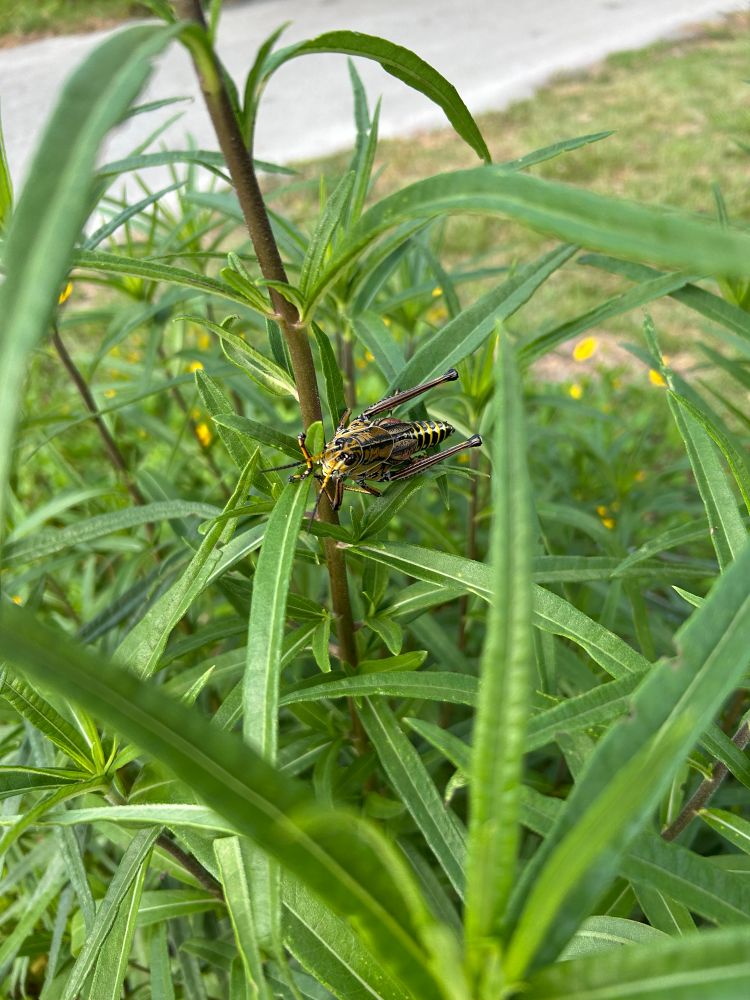 A large grasshopper peeks out from among green sunflower stalks 