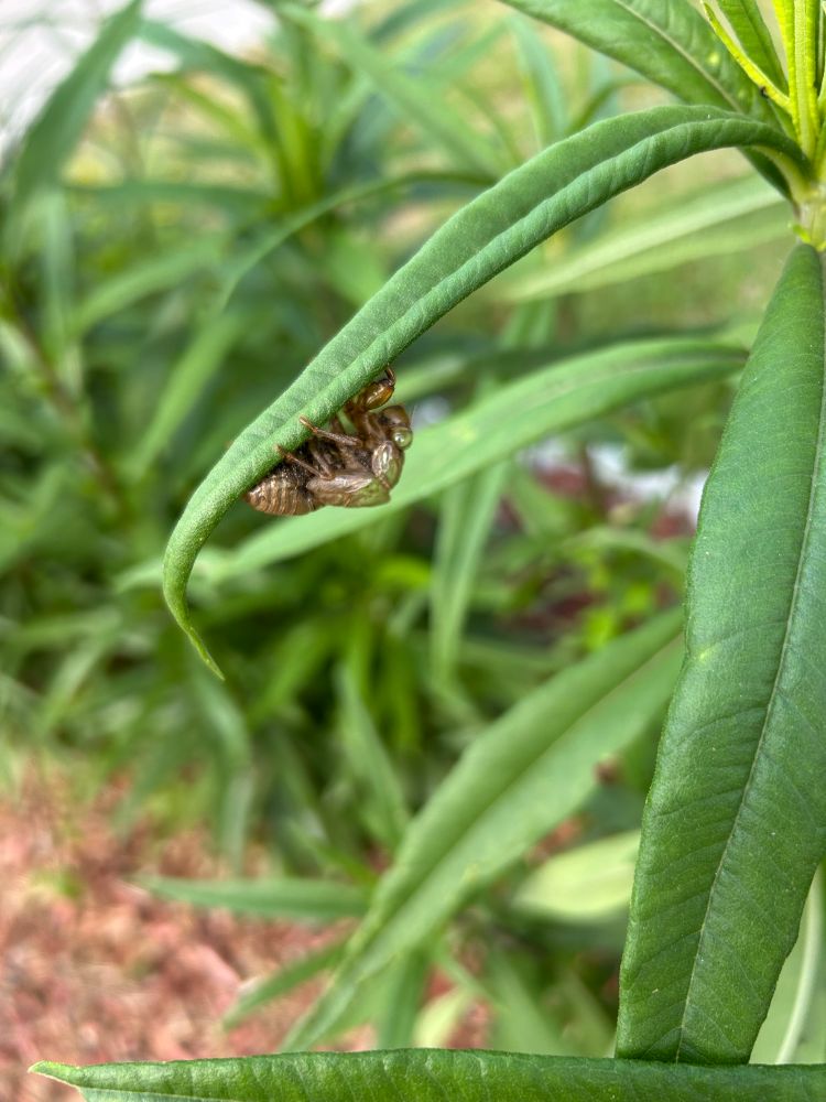 A cicada shell hangs from the underside of a leaf