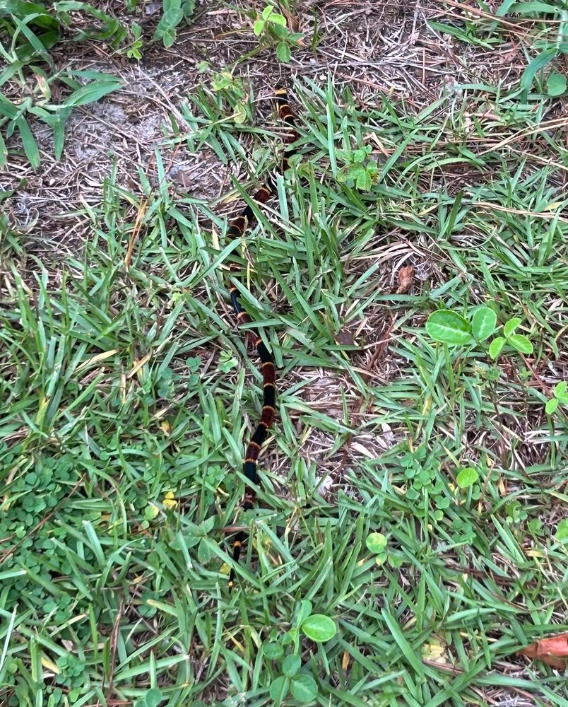 A coral snake sits in grass