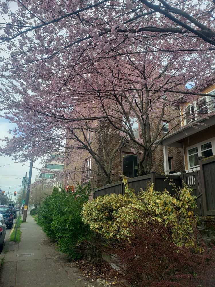 Pink blossoms burst from some darkly barked trees that lean over the sidewalk and a smaller, white-blossomed bush. Beyond, apartments and complexes. 
