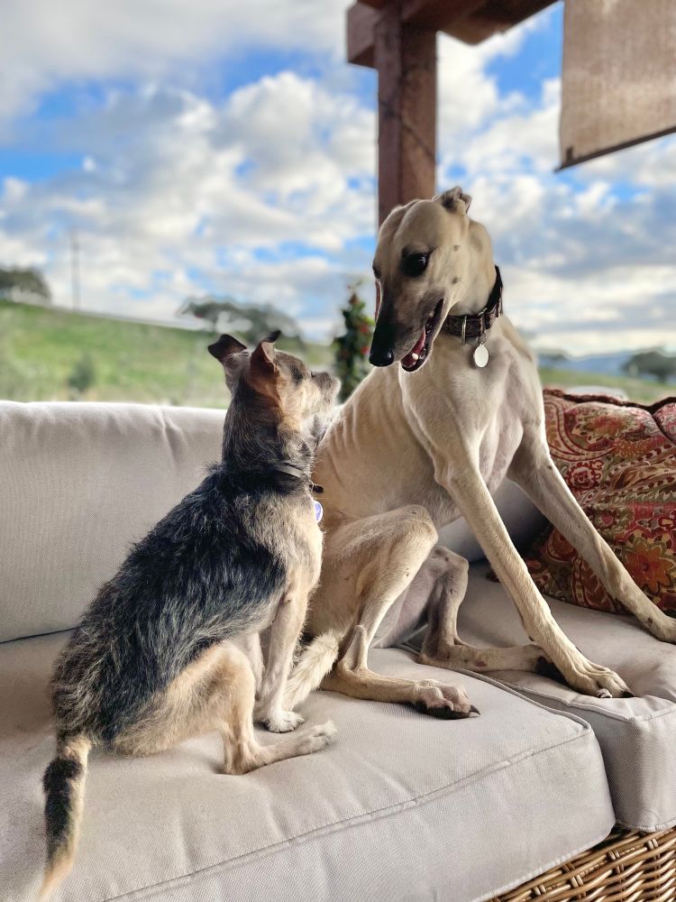 My 9 pound terrier, courts a  high society greyhound lady