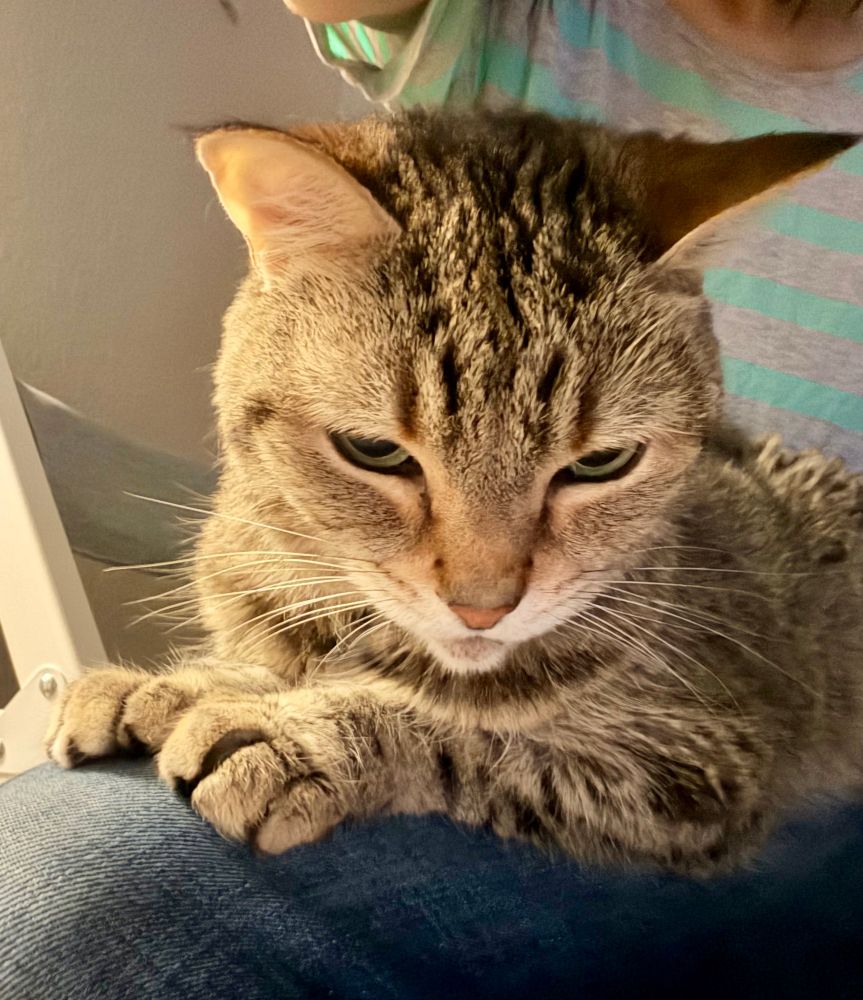 an old man (cat) lounging on my legs, still waking up (he’s very sweet though)