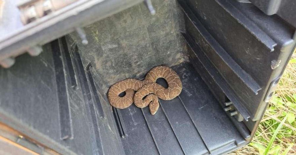 Cobra é resgatada em local de votação em Tupanciretã, região central do RS