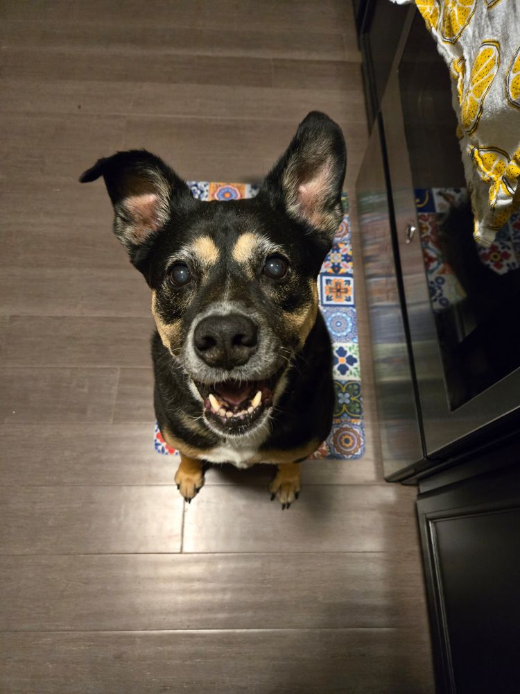Black dog sitting on a multicolored mat on a wooden floor. She is staring up at the camera, mouth slightly open with ears perked up as she eagerly awaits a treat. 