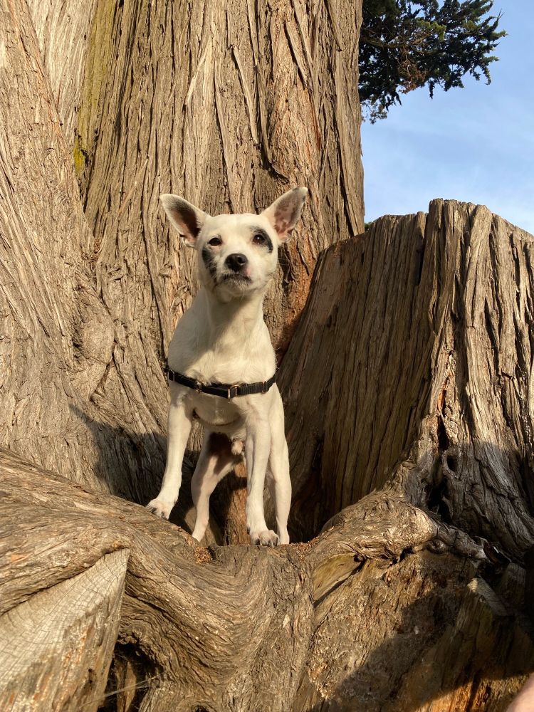 Ziggy perched in a hollow crook of a large old tree, high off the ground.