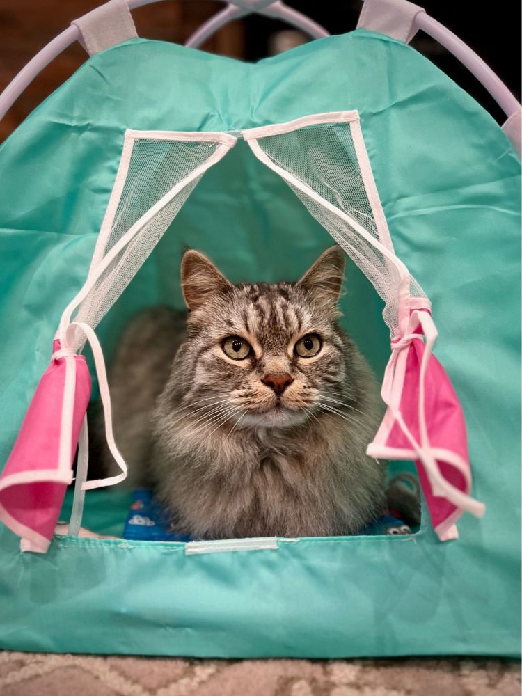 Cat inside in a toy camping tent