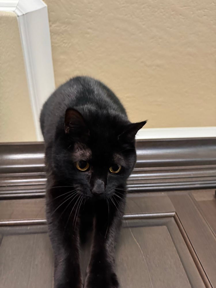 Portia the black cat sliding down the cabinet face