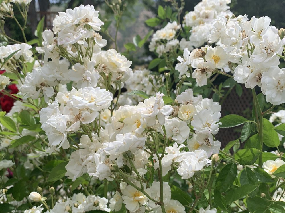 Gourmet popcorn rose all blooming with small white blossoms.