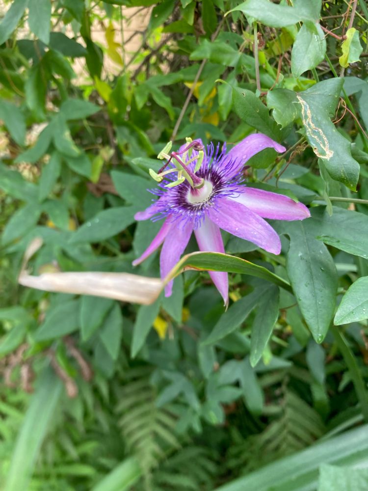 Purple passion vine bloom, improbably healthy in early January 