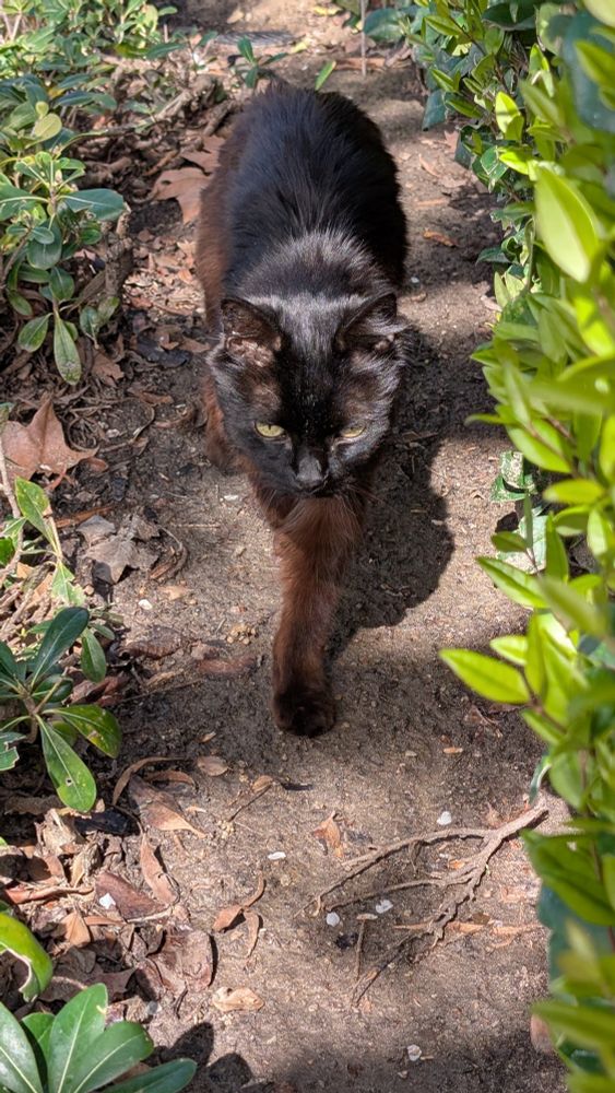 cash in a hedge