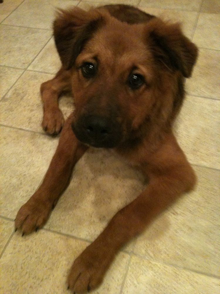 Logan, a Red Golden Retriever/Australian Shepherd mix, as a nearly four-month old puppy. 