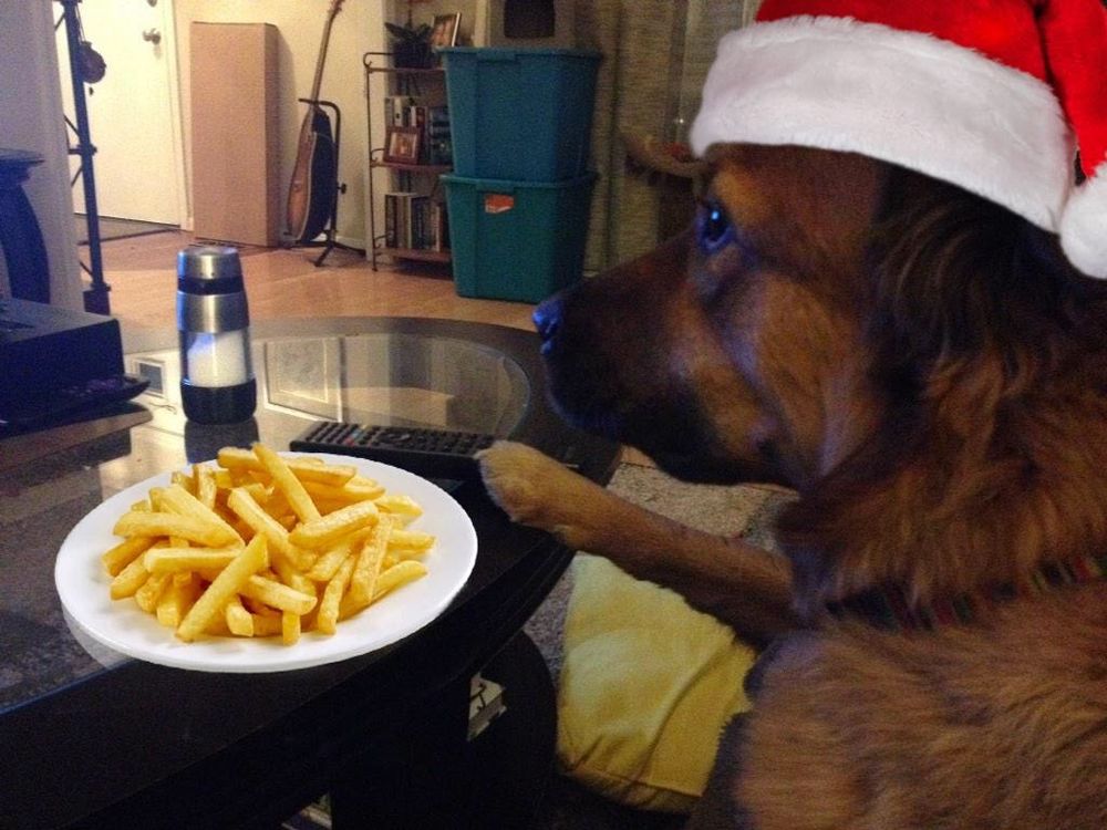 Logan (a Red Golden/Aussie Shep mix) half-sitting on a couch with a paw up on the coffee table, almost seemingly holding a remote control. Darth as 'shopped a Santa hat on him and a plate of french fries on the table. Fries were, in fact, his favorite human treat. 