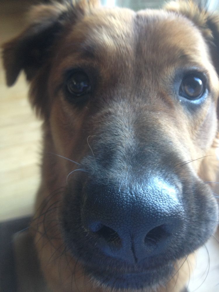 Close-up of Logan (Red Golden/Aussie Shep mix). His mouth is slightly askew and overall he appears nonplussed. 