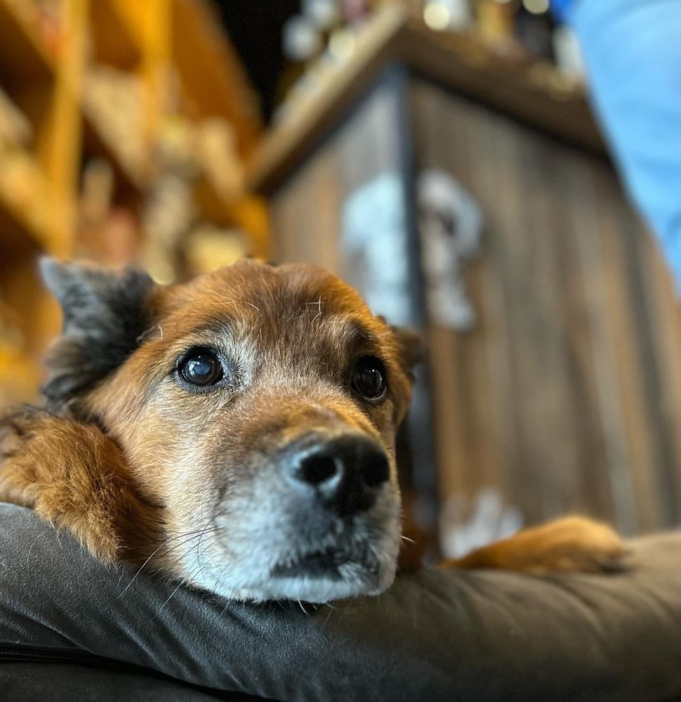 A very good old pup peers out over the lip of his dog bed while at work with his owner. 