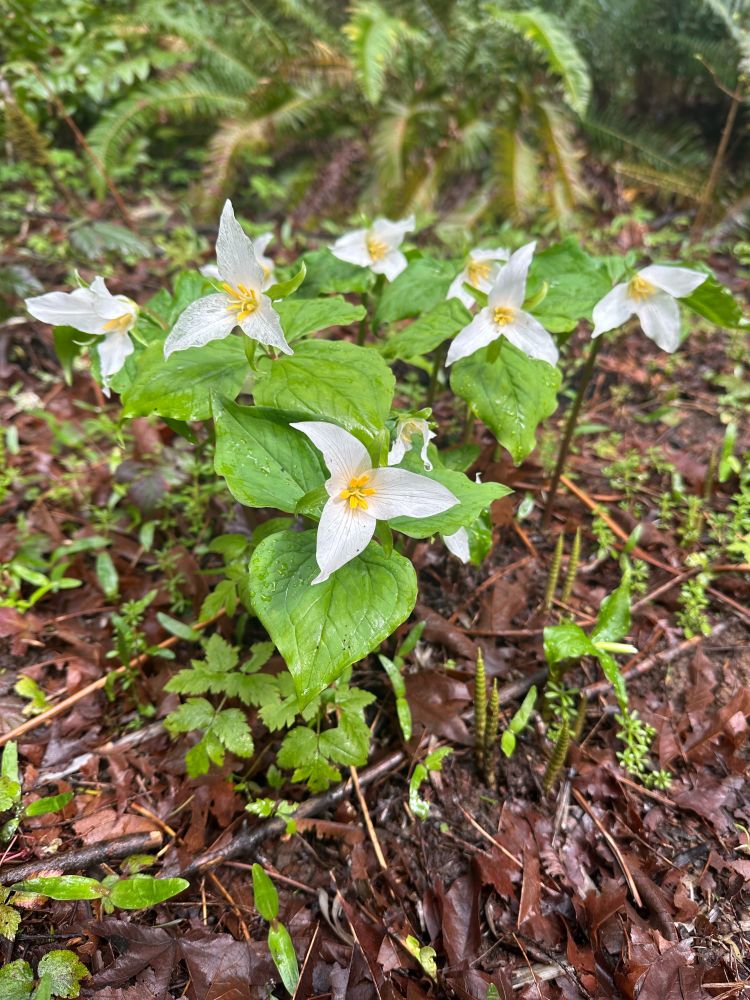 Trillium growing in a wet forest, white flowers showing three petals and 3 broadly cordate leaves below.