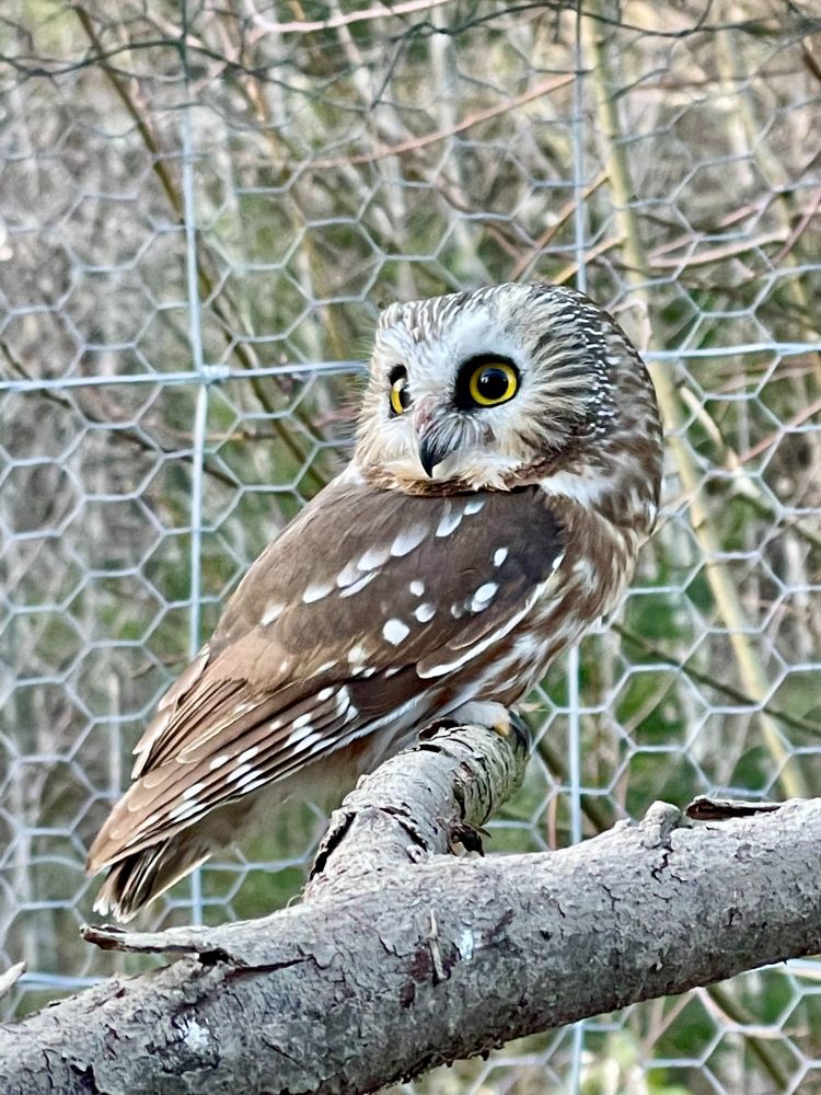 saw-whet owl perched on a wooden branch with chicken wire in the background