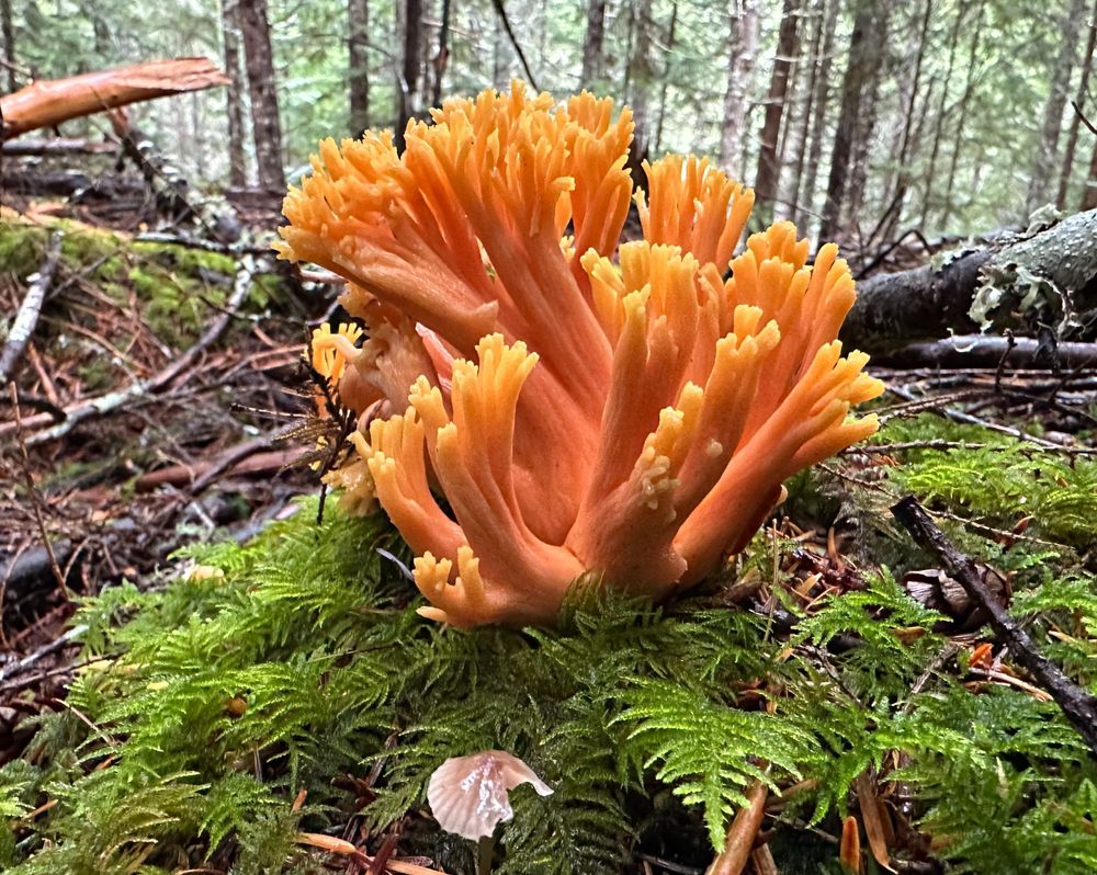 gorgeous bright orange, chunky coral mushroom growing from a bed of moss in a hemlock forest