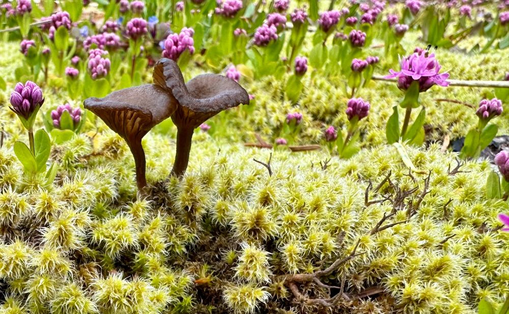 little brown mushrooms growing in moss with purple flowers