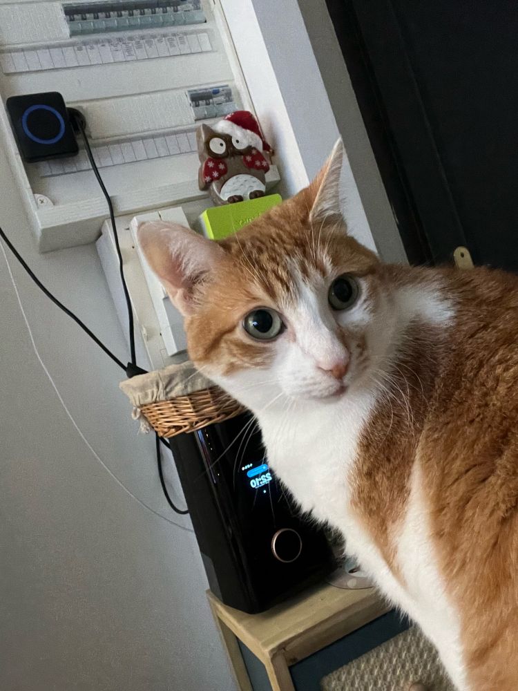 Cléo, chat roux et blanc, avec un air surpris