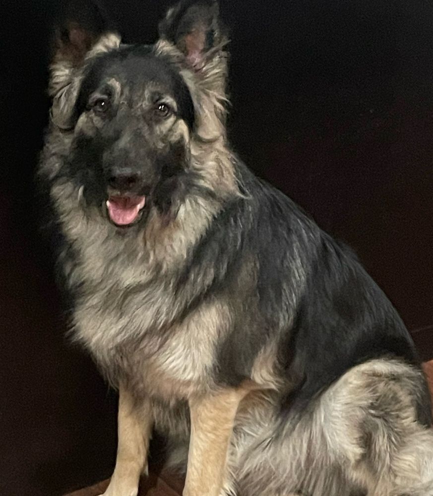 Black and silver German shepherd 