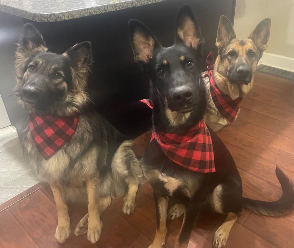 3 German shepherd dogs wearing red and black plaid bandanas 
