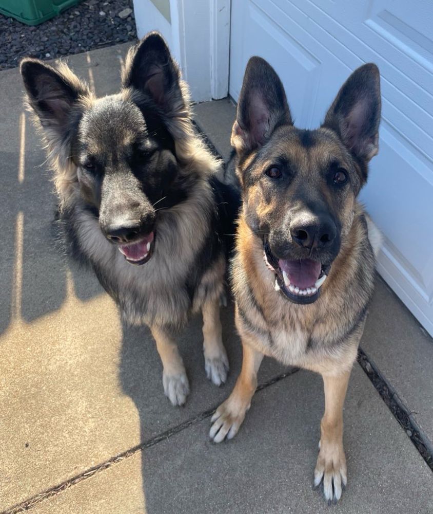 2 German shepherd dogs