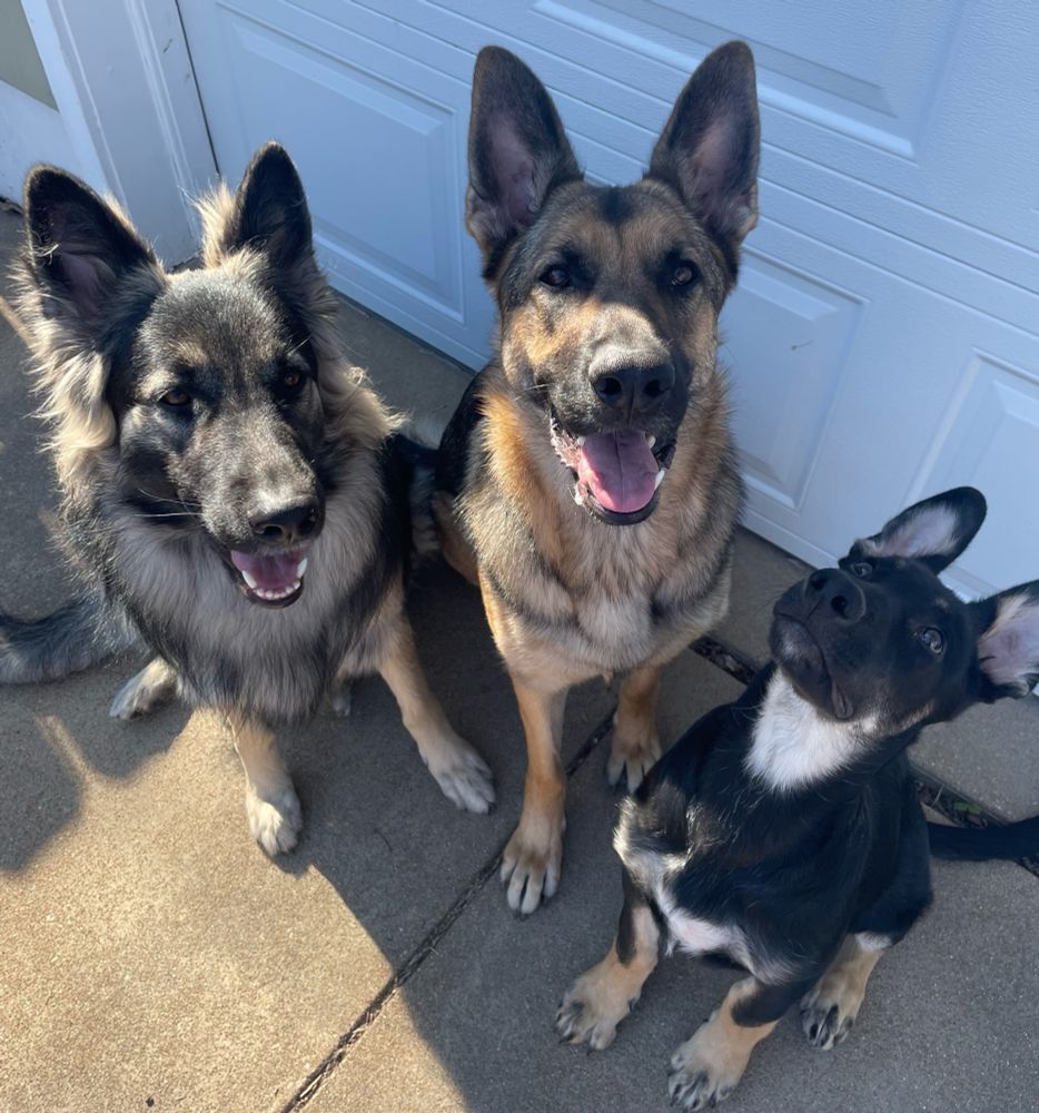 3 German shepherd dogs