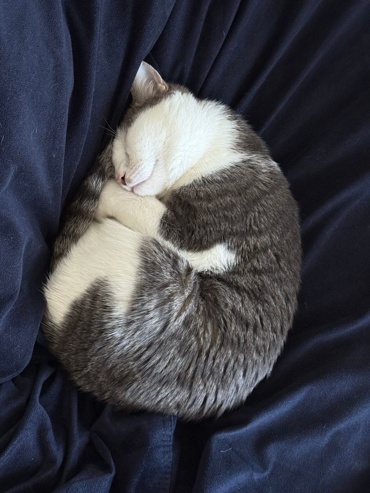 Finnegan, the world’s cutest cat (don’t fight me), curled up in a perfect little ball on a beanbag chair.
