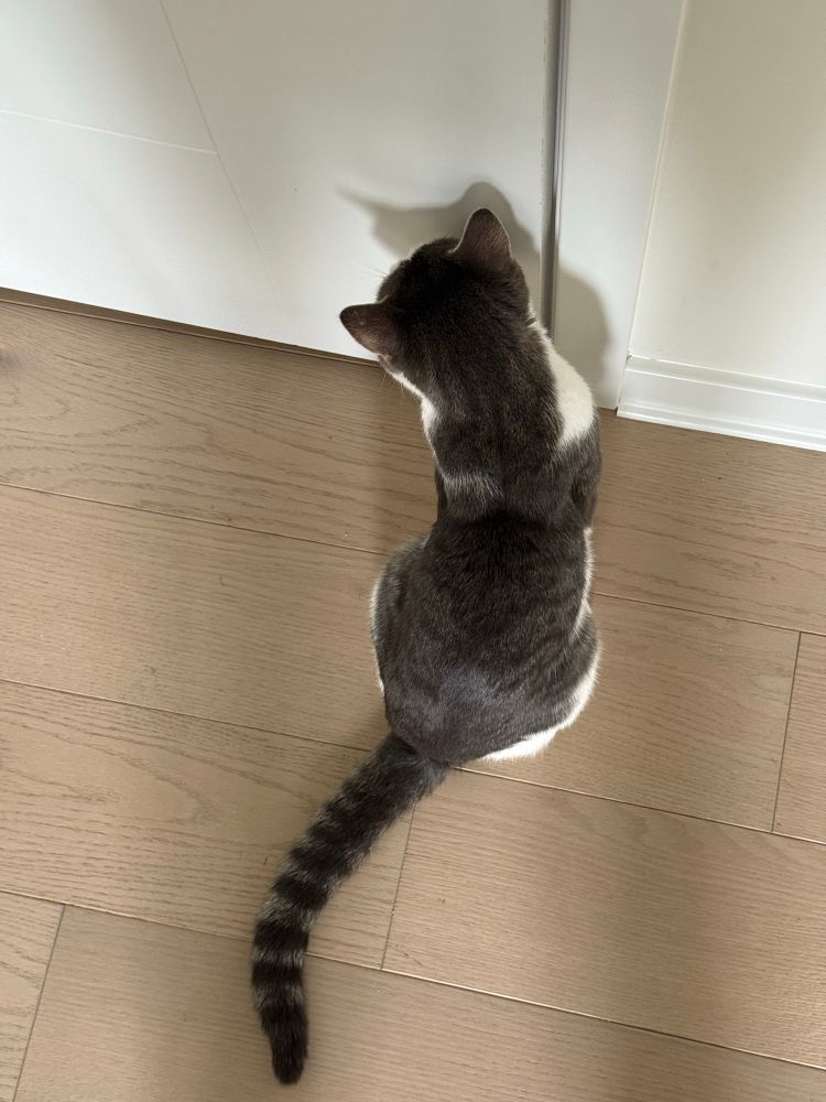 The culprit: Top view of a kitten with a striped tail. 