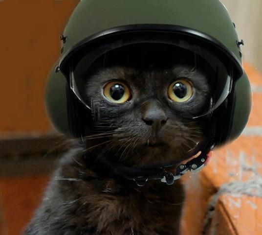 Image of a black cat, Photoshop'd so they look like they're wearing a tactical combat helmet.