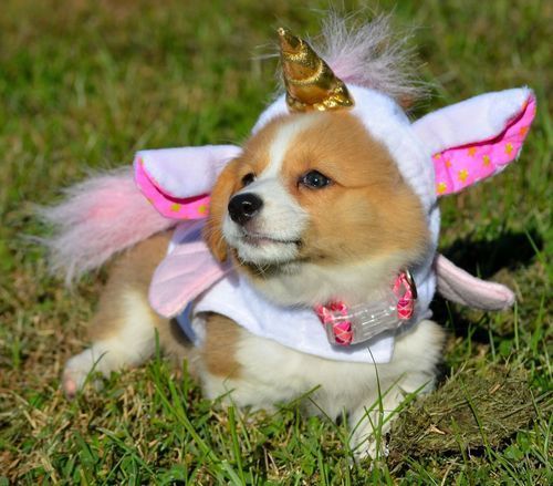 Photo of a young Corgi (small-type dog) wearing a unicorn costume.