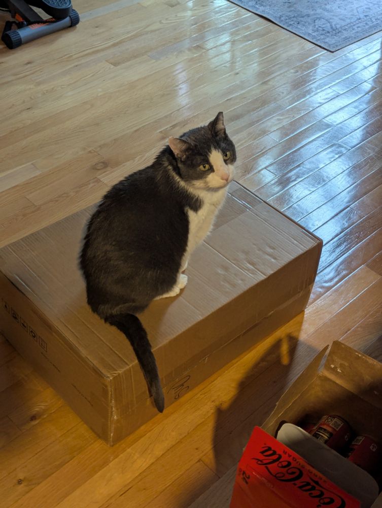 Grayson the cat, looking very cute sitting on a box 