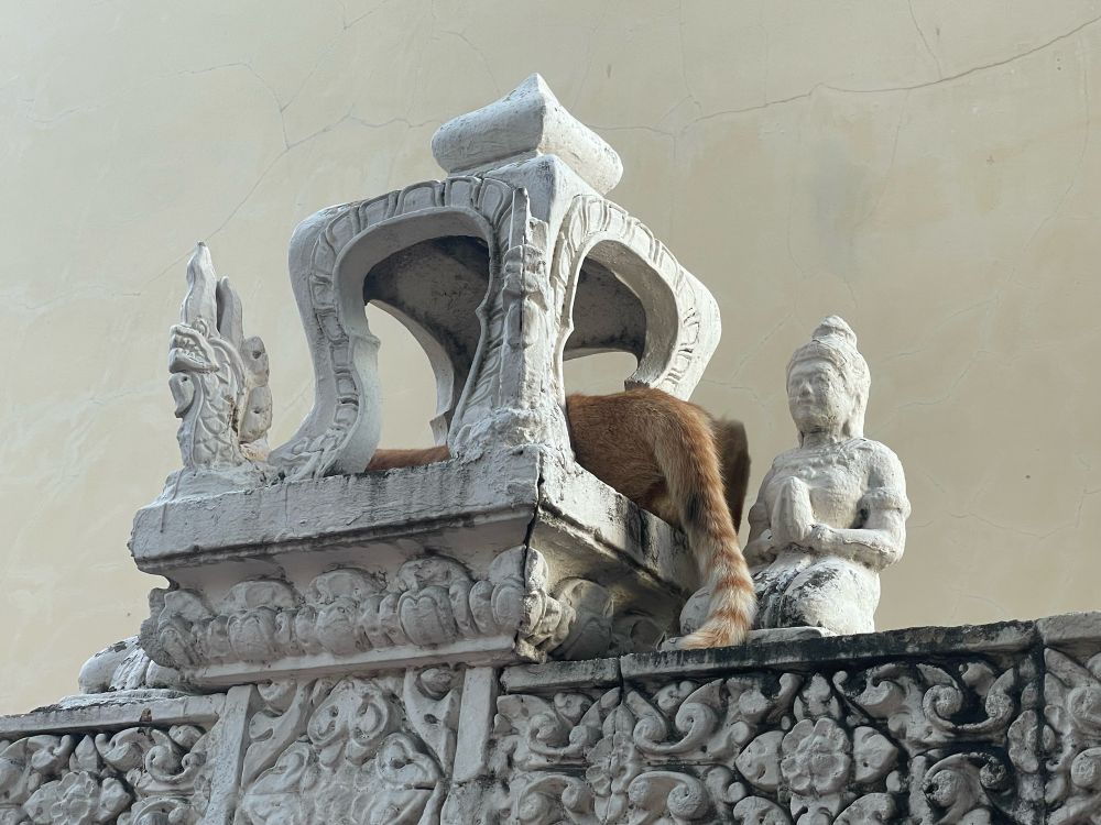 Cat sleeping at a temple in Cambodia. Photo by Verona McColl 