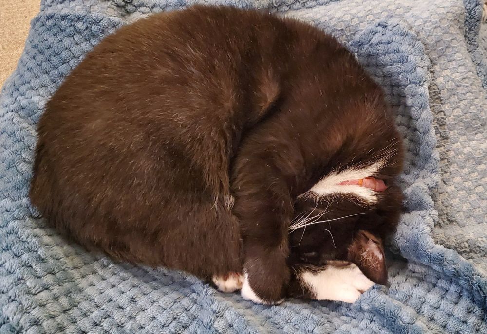 Black and white cat curled up in a ball on a blanket. 