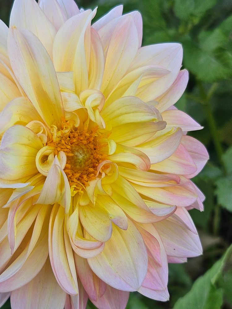 A close-up picture of a beautiful full bloom dahlia that is pink on the edges, white, and yellow towards the center.
