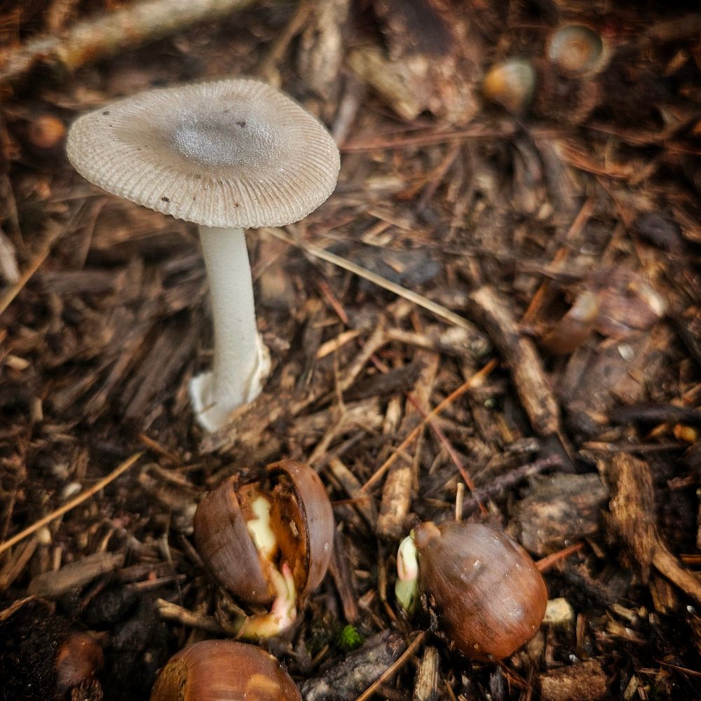 A close up picture of a small white mushroom. As well as two acorns right beside it, which are starting to germinate.