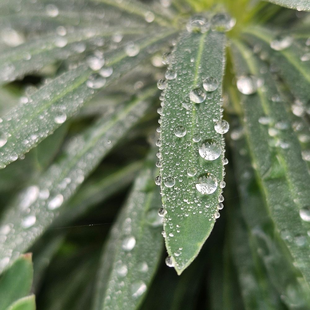 A close up picture of a plant with a lot of pointy like spears grayish green leaves with many round droplets of different sizes bedazzling the leaves.