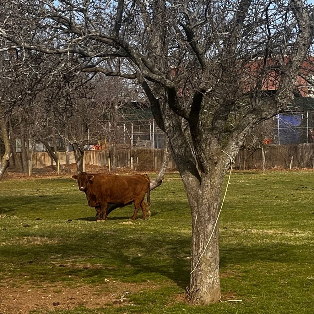 A brown cow and a tree
