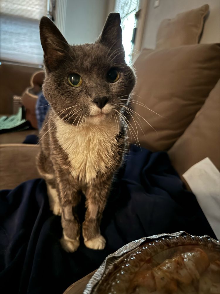 Grey tuxedo DSH, with shaved sides from hospital stay, looking rather cute for some cheese fries