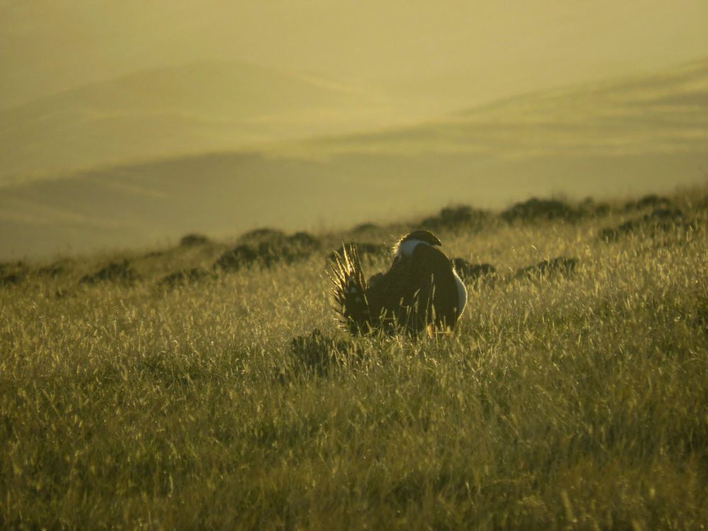 Male sage grouse displaying 