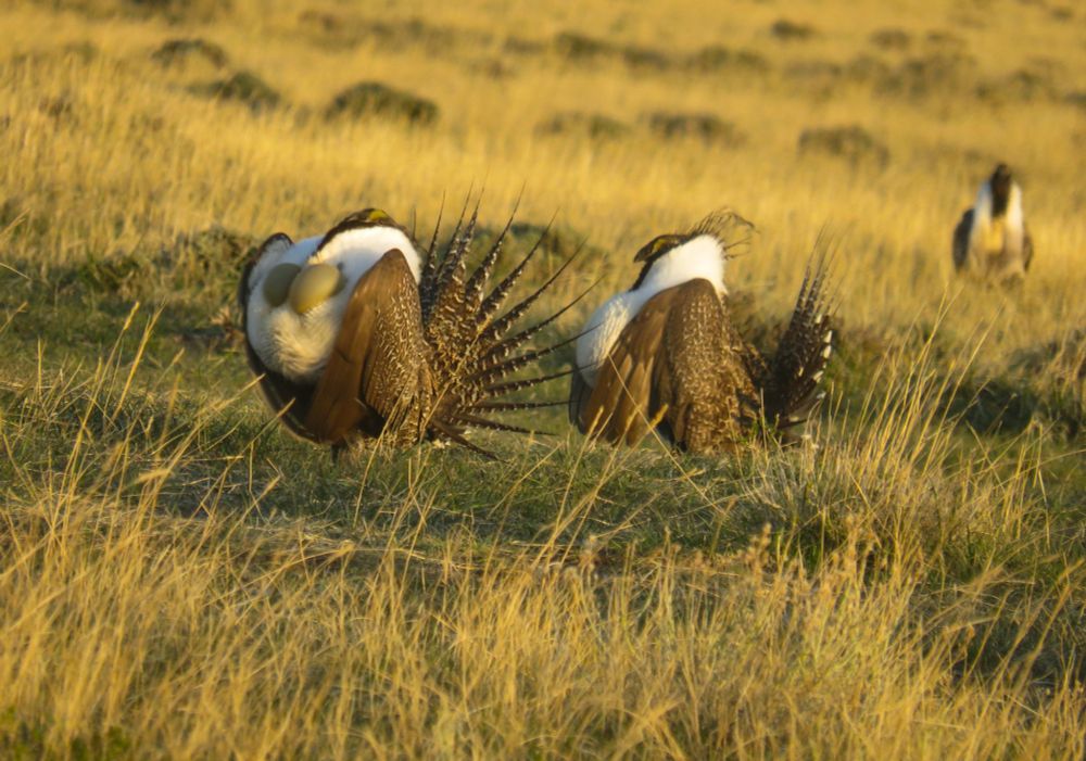 Two male sage grouses displaying 