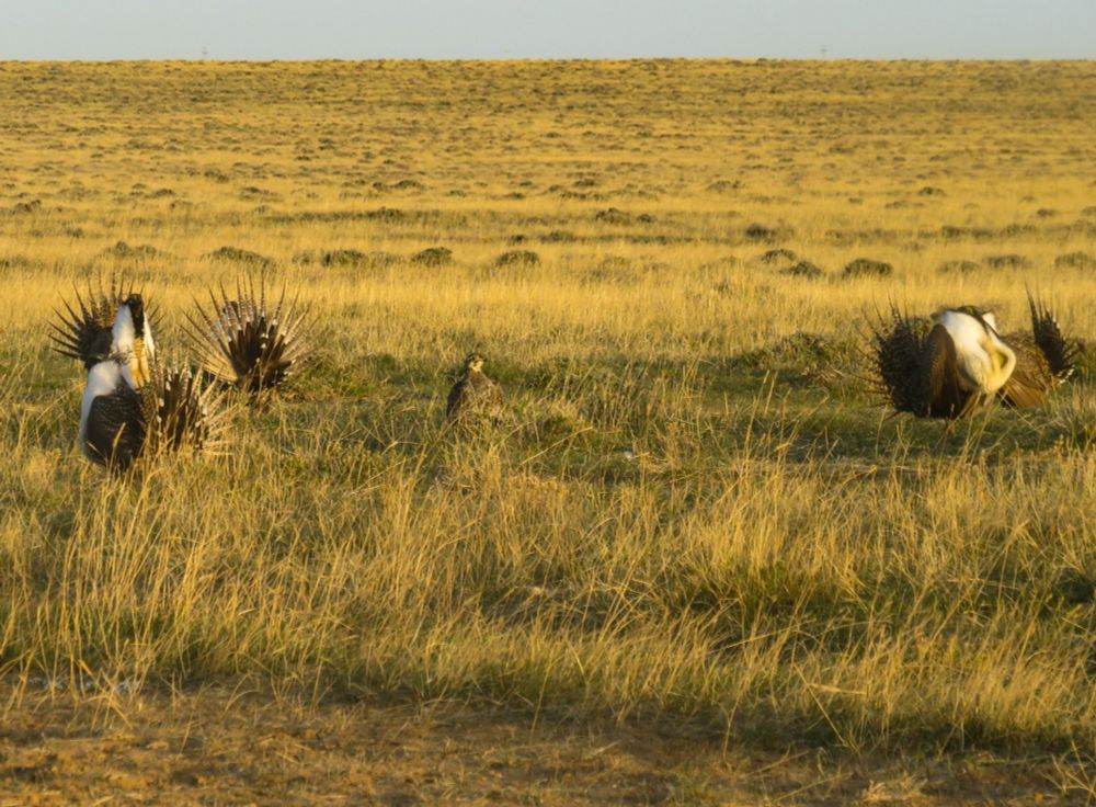 Female sage grouse surrounded by five displaying males