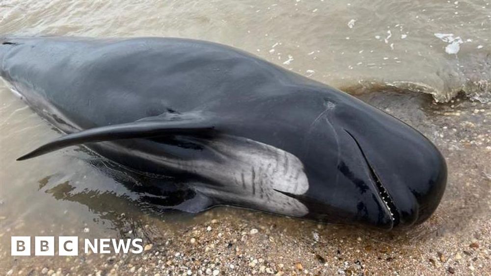 Four whales dead after washing up on beach