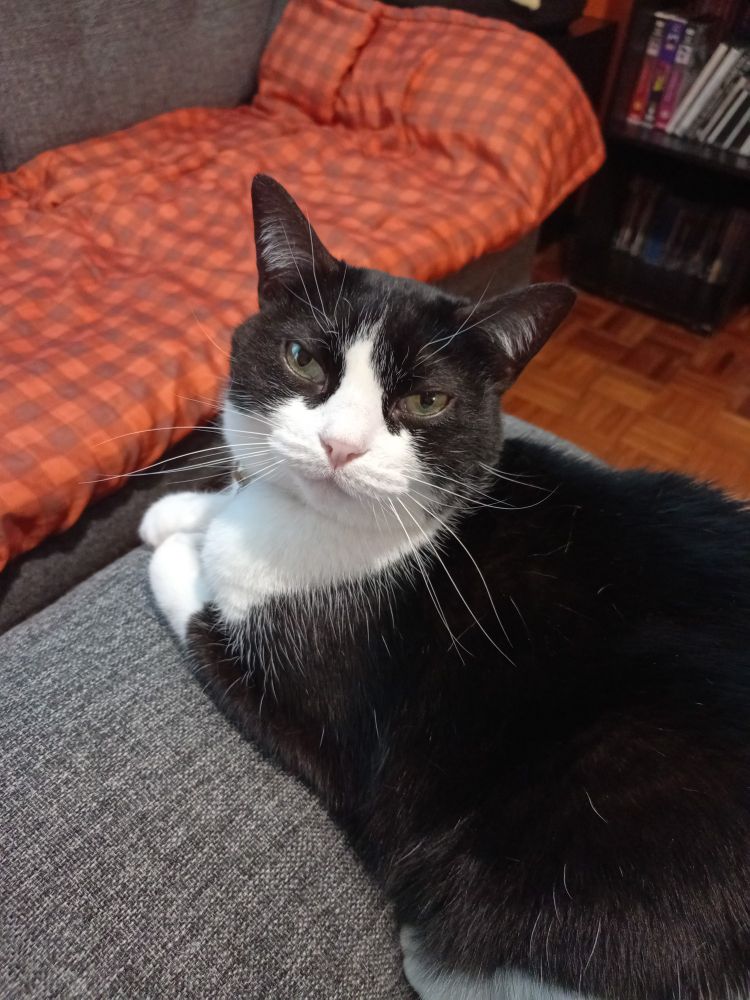 A tuxedo cat with green-ish yellow eyes sits on the armrest of a couch. She has her little white paws tucked under her and is looking back at the camera with a judgemental expression.