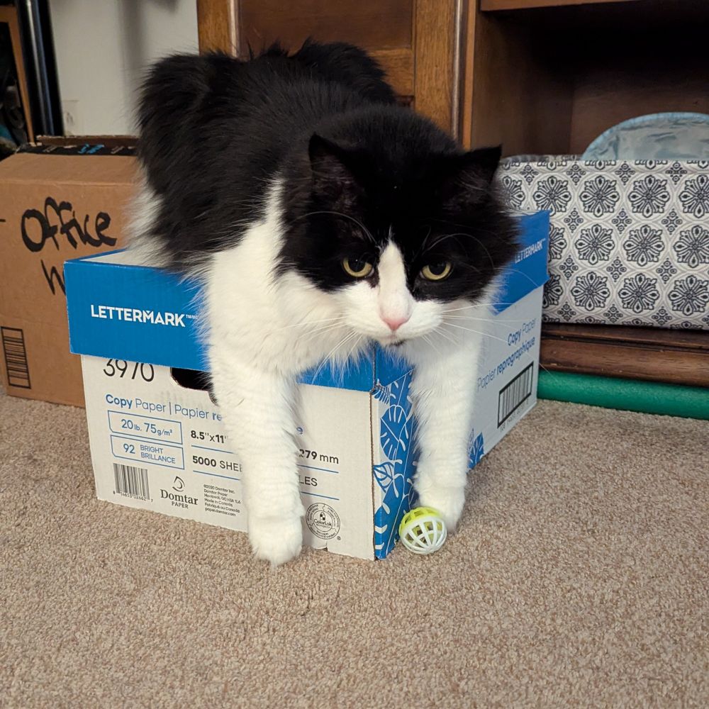 A black and white cat sits on a blue and white box of copy paper. There is a yellow and white jingle bell ball at her feet.