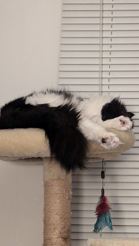A black and white cat is curled up in a beige pedestal with a blue and red feather hanging from the edge. She is likely sleeping.