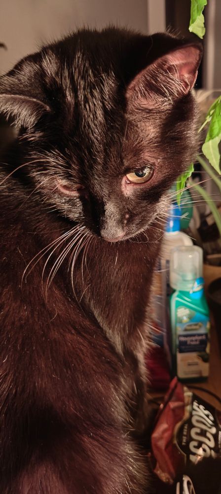 Jake (my black cat) looking down under the light of the desk lamp. 