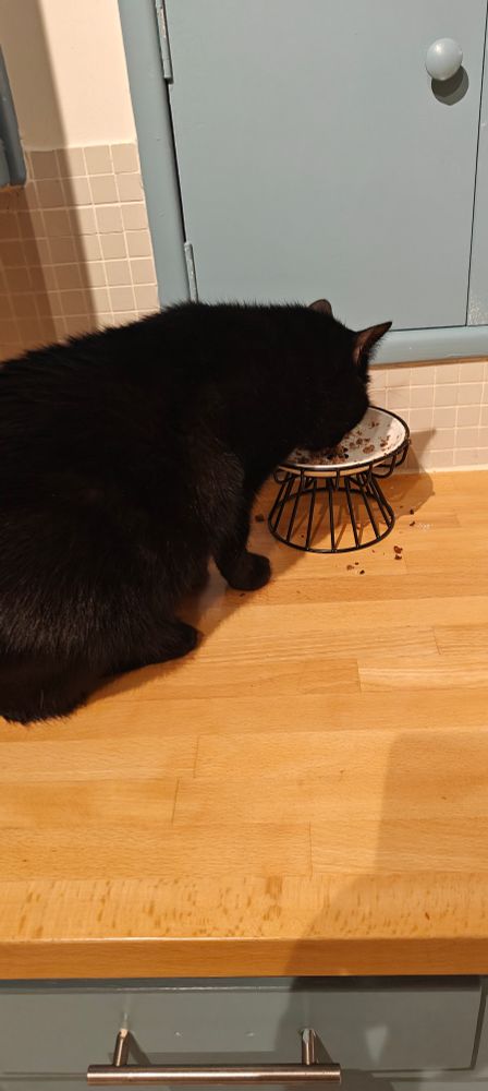 My black cat (Jake) eating cat food out of his dish on a kitchen counter 